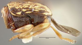 Media type: image;   Entomology 24934 Aspect: habitus lateral view